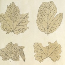 Une planche de dessin de feuilles